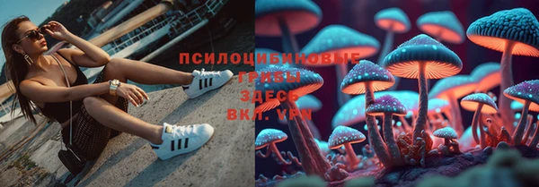 apvp Алзамай